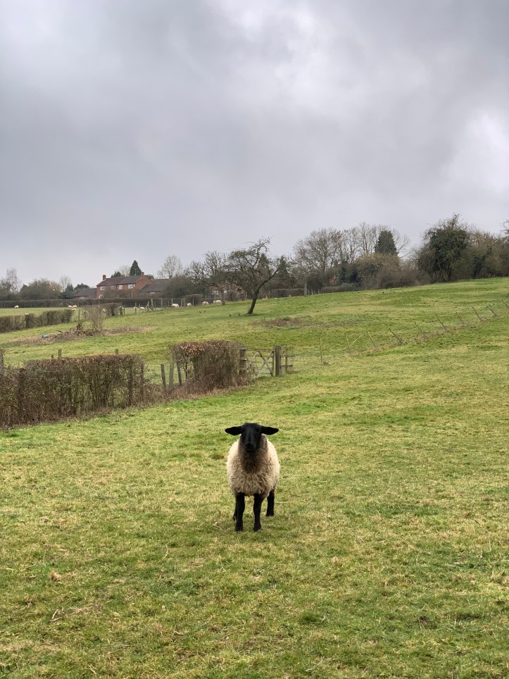 E1533EB7-EFD5-4B64-9209-FA2B92D846E2